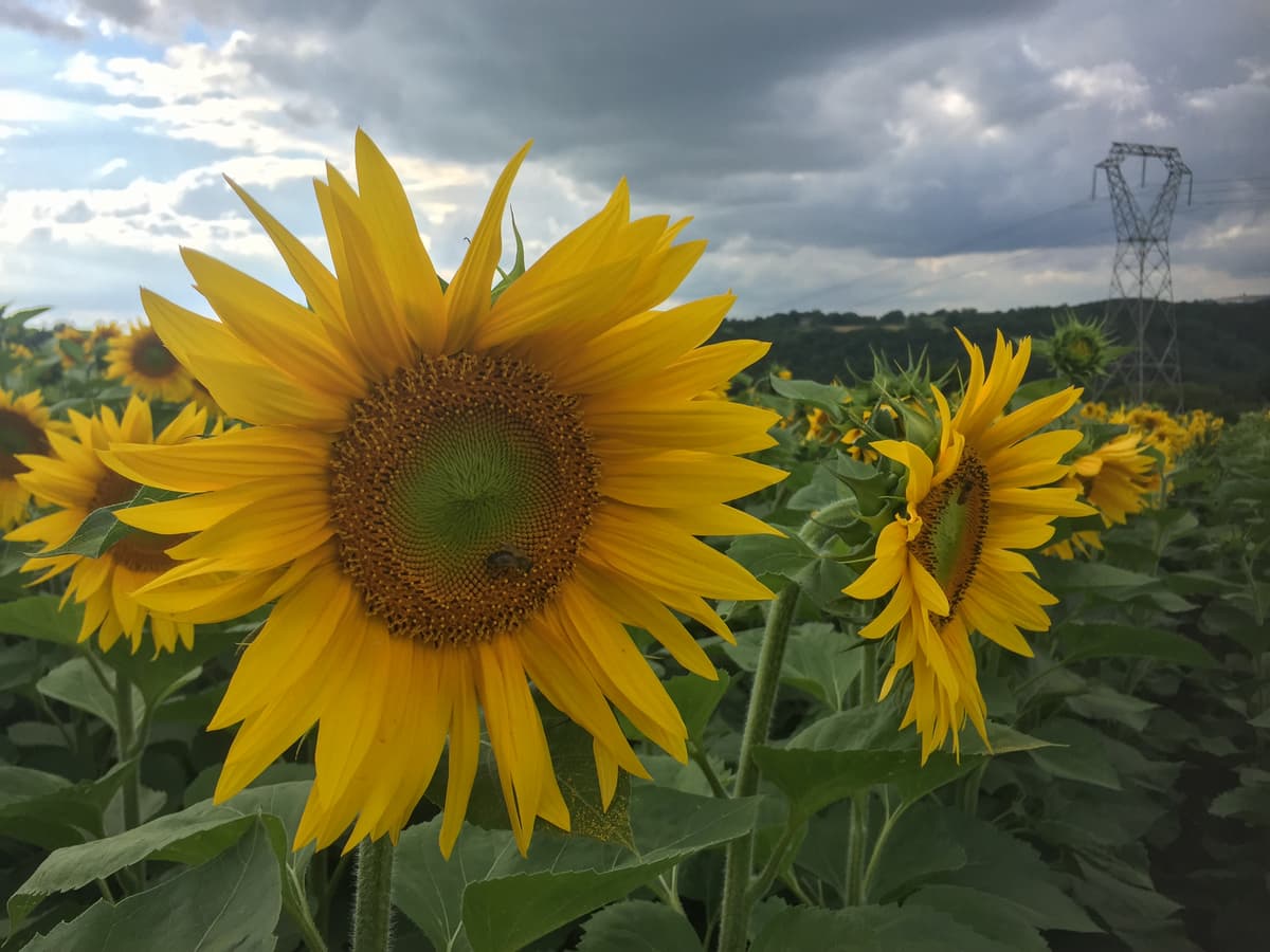 Huile vierge de tournesol
